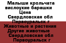 Малыши крольчата “вислоухие барашки“  › Цена ­ 800 - Свердловская обл., Первоуральск г. Животные и растения » Другие животные   . Свердловская обл.,Первоуральск г.